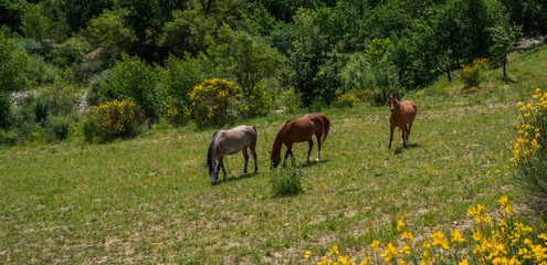 Obraz na płótnie Canvas Horses on rural pasture. Horse farm pasture. Horses grazing on horse farm.