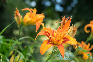 OLYMPUS DIGITAL CAMERA © Wolfgang