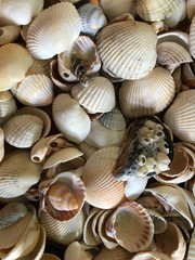 seashells on a blue background