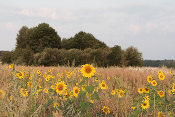 blooming sunflowers on a field