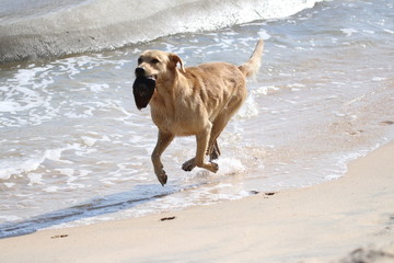 Obraz premium Hund Labrador am Meer apportiert