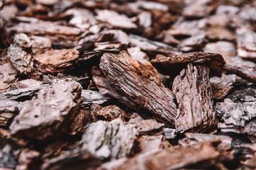 Background from coniferous tree bark pieces. Abstract background texture