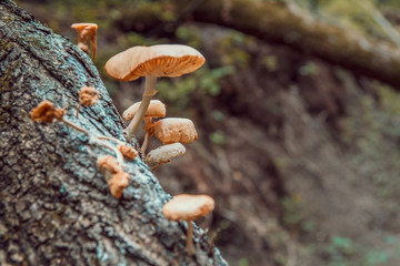 Few mushrooms (one big and other are small, mushroom family) growing up on the felled tree deep in the forest