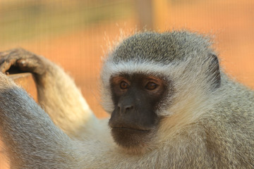 The vervet monkey (Chlorocebus pygerythrus), or simply vervet, is an Old World monkey of the family Cercopithecidae native to Africa. 