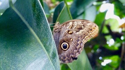 Fototapeta premium Schmettelinge - Nahaufnahme