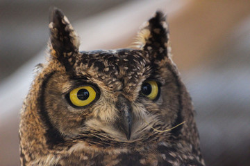 Portrait of a spotted eagle owl (Bubo africanus)