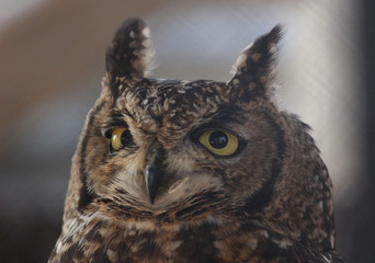 Spotted eagle owl Bubo africanus