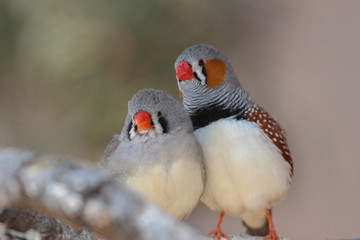 The zebra finch Taeniopygia guttata - pair