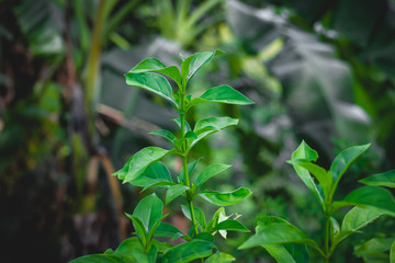 green plant in the garden