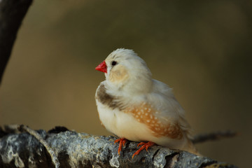  The zebra finch Taeniopygia guttata - colour mutation 