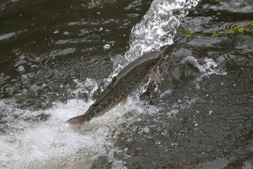 Rainbow trout