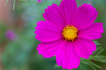 Schöne violette Blume in voller Blüte und bester Blütezeit lädt Insekten wie Hummeln und Bienen zum Nektarsammeln ein und erfreut Wanderer und Spaziergänger gleichermaßen