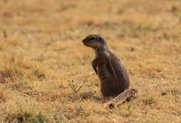 Naklejka na ściany i meble The Cape ground squirrel (Xerus inauris)