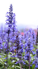 Naklejka premium lavender in the rain