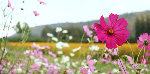 Cosmos in the flied