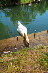 white Swan eats fish