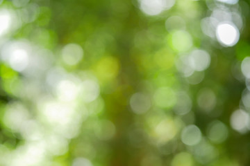 Sunny abstract green nature background, Blur park with bokeh light , nature, garden, spring and summer season