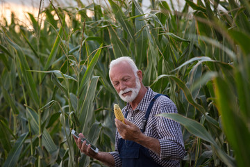 Farmer with corn cob and tablet