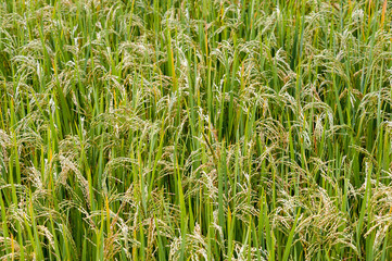 Rice plants closeup when they are ready to harvest with visible rice seeds filling up the whole frame