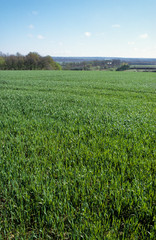 Fototapeta premium champ, Blé, Triticum vulgare, Gâtine tourangelle, Indre et Loire, 37