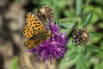 Obraz premium OLYMPUS DIGITAL CAMERA