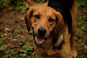 Portrait of brown puppy in the forest