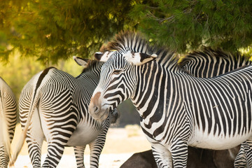 Fototapeta na wymiar Zebras, fauna animal, familia de zebras