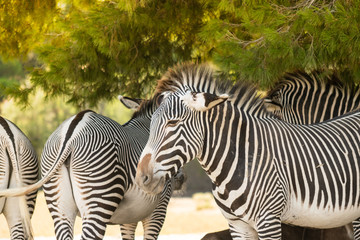 Fototapeta na wymiar Zebras, fauna animal, familia de zebras