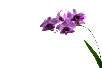 Purple orchid adn green leaf on isolated white background.