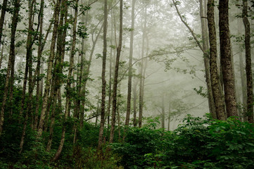Landscape of the deep forest covered in fog