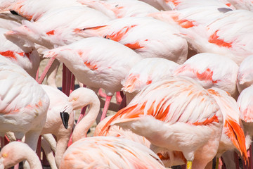 Textura animal, flamencos, flamencos rosas