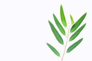 Green eucalyptus branch on white background