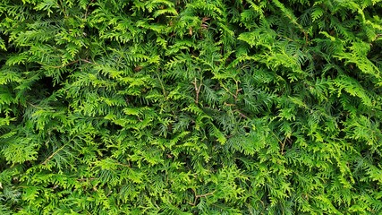 green wall Background of a Garden