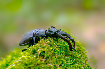 big stag beetle in green mossy maple forest