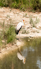 Pájaro con reflejo, pájaro en el río 