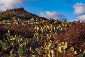 Field of Prickly pear cactus lit by sunset light