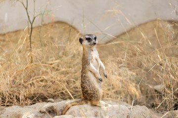 Suricata gracioso, animal en el zoo, timon  © Cristina