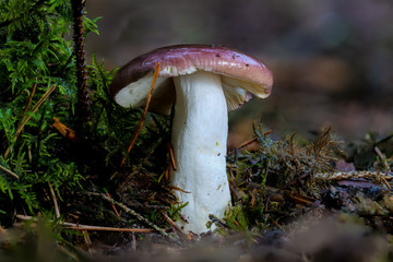 Bitterer Zinnobertäubling, ein ungenießbarer Pilz