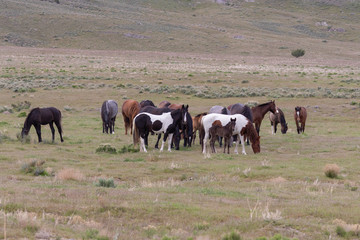 Wild Horses in the Utah Desert in Spring