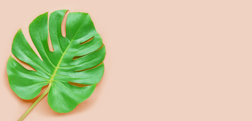 Monstera plant leaf on pink background.