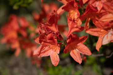 Obraz premium flowers - colors