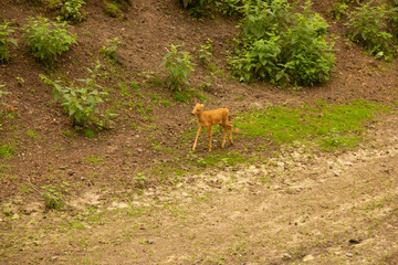 Deer with and without horns in nature. mammals eat leaves of trees. Animals at the zoo
