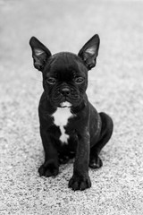 french bulldog on white background