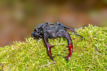 big stag beetle in green mossy maple forest