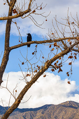 eucalyptus branches and twigs with fall leaves and seedpods, with a black crow on a limb