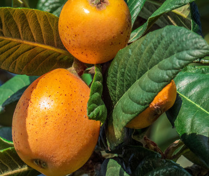 Loquat fruit or mushmula on the  evergreen tree . Close up