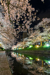 Fototapeta na wymiar 富山　松川べりの夜桜