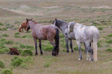 Wild Horses in the Utah Desert in Spring