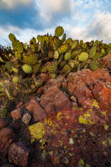 Prickly pear cactus red rock andscape at sunset light