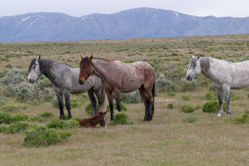 Wild Horses in the Utah Desert in Spring